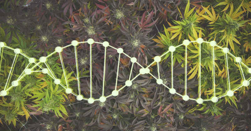 cannabis génétique