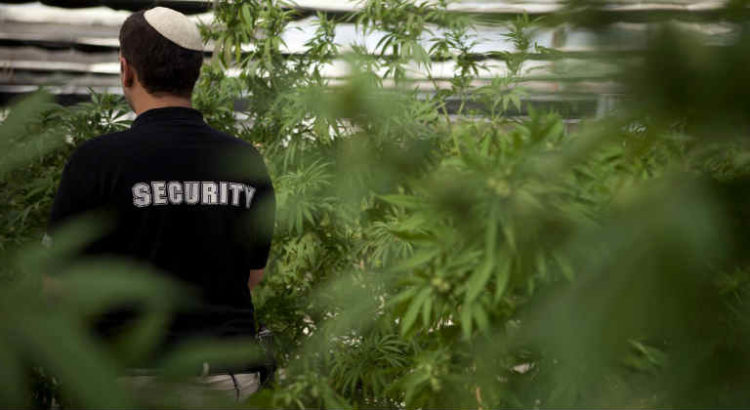 cannabis israel
