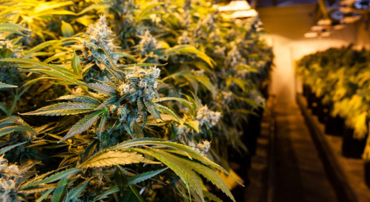 Cannabis médical et cancer en France