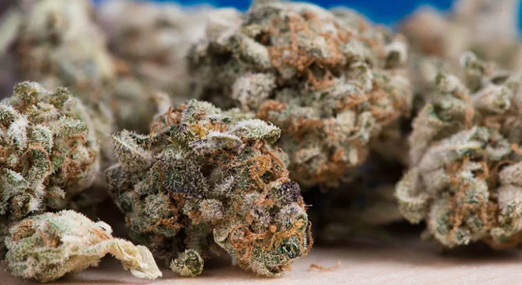 Dépistage du THC dans le cannabis CBD