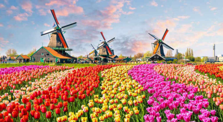 pays bas tulipe