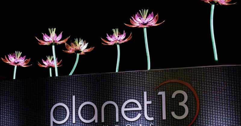 planet 13 lotus