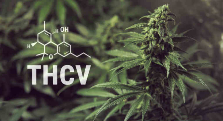 THCV