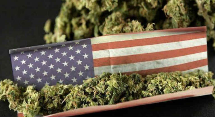 cannabis américain