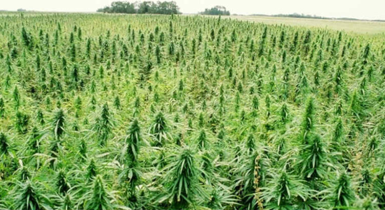 cannabis en extérieur