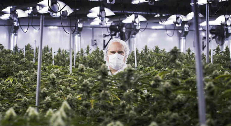 cannabis facility