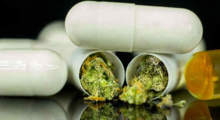 gélules cannabis médical