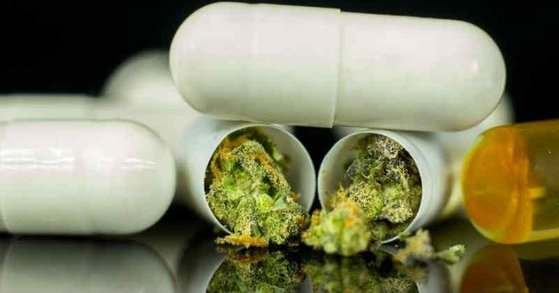 gélules cannabis médical