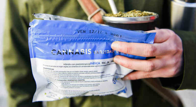 cannabis uruguay