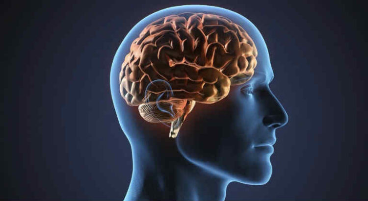 cerveau humain