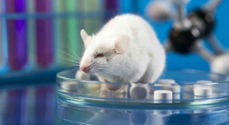 rat de laboratoire