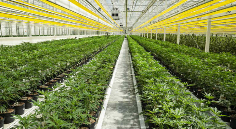 aphria culture