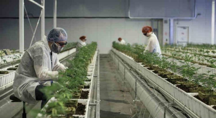 aurora cannabis