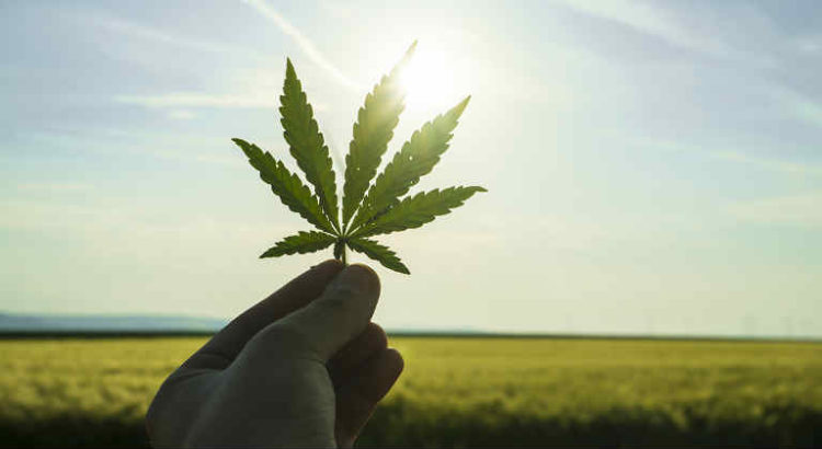 cannabis