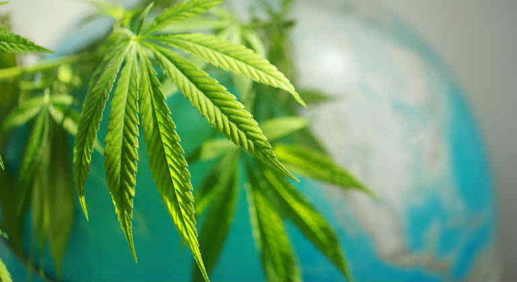 cannabis global market
