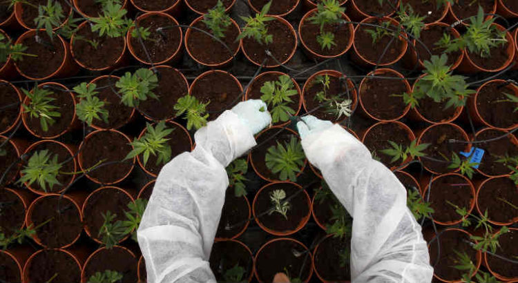 cannabis médical production