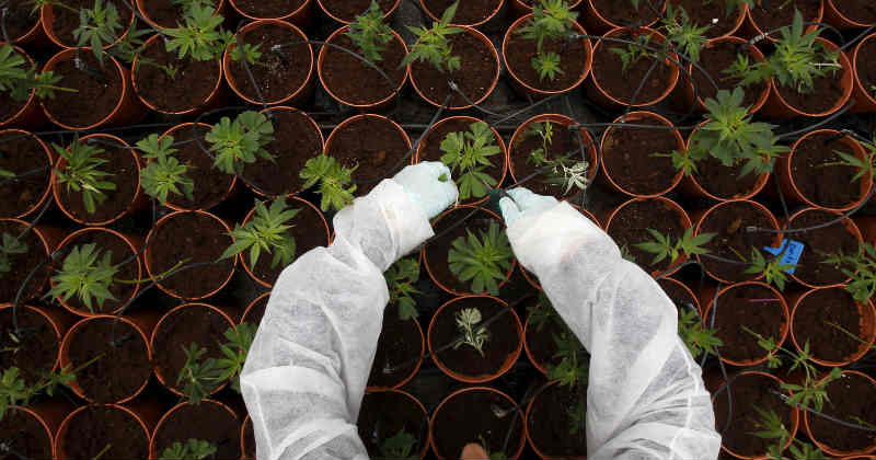 cannabis médical production