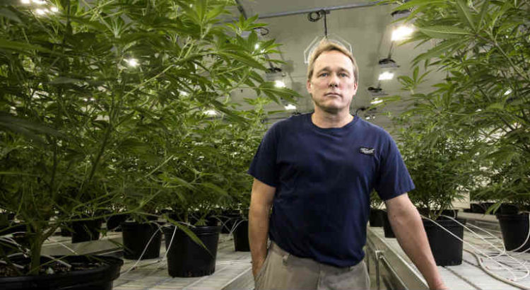 canopy growth