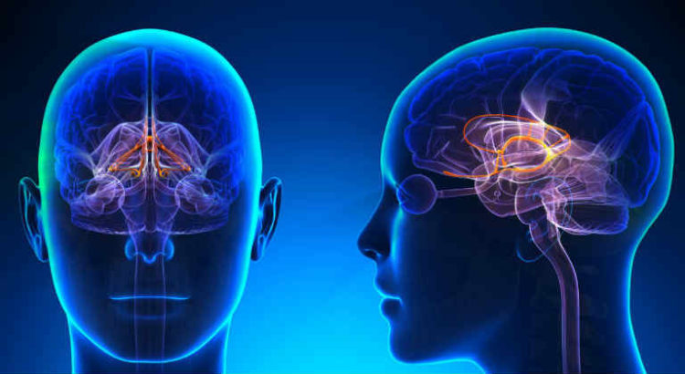 cerveau