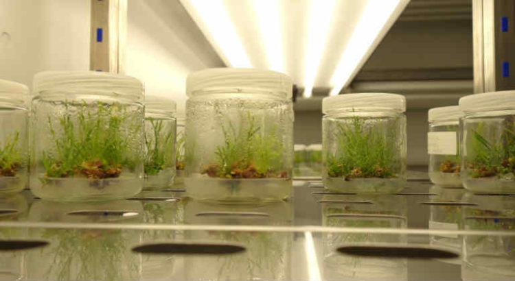 culture de tissus in vitro