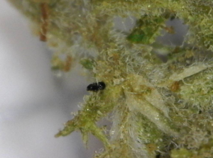 insecte cannabis