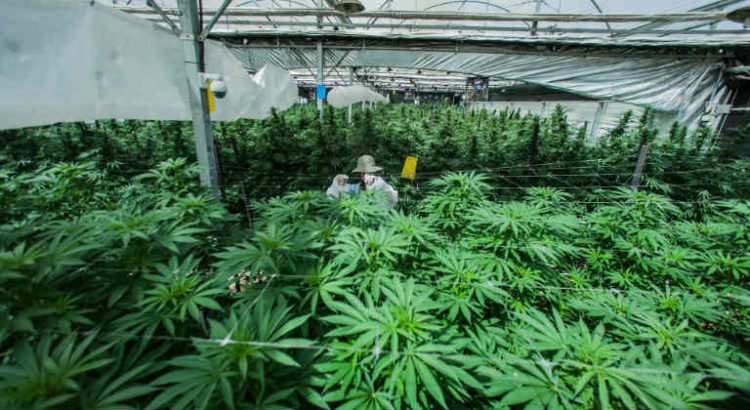 Israël cannabis