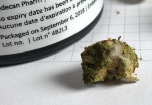 moisissure cannabis