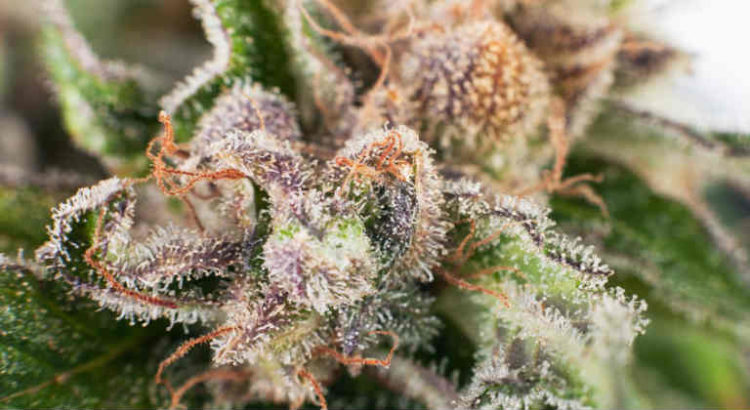 cannabis et terpènes