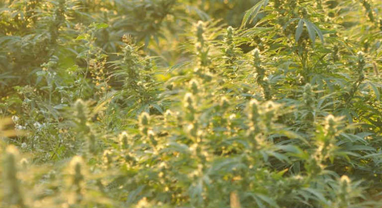 cannabis edelgreen