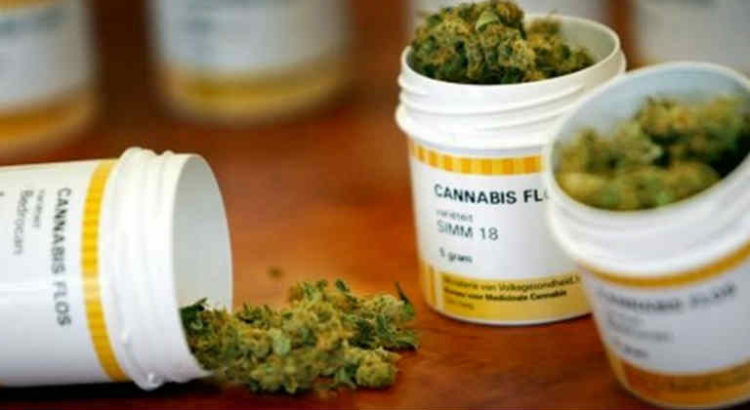 bedrocan fleurs cannabis