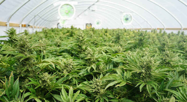 cannabis culture