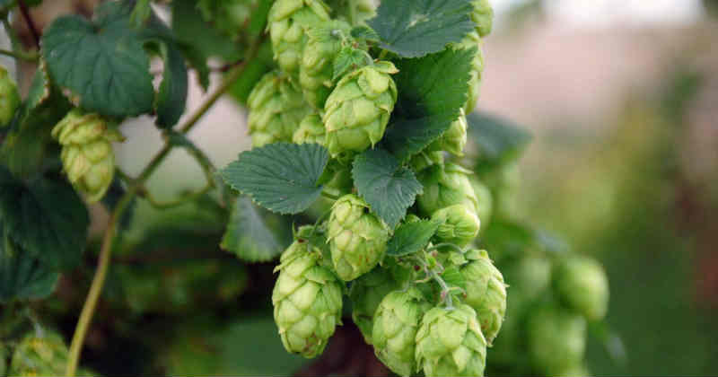 houblon