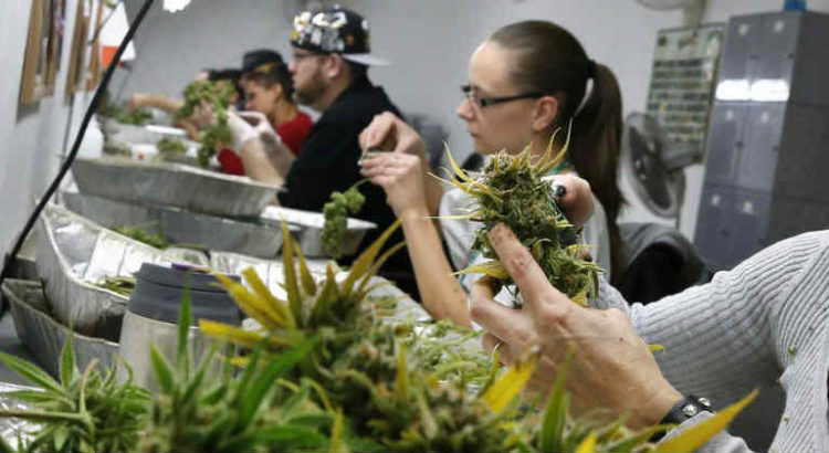 industrie cannabis main d'oeuvre