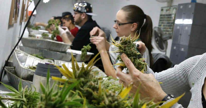 industrie cannabis main d'oeuvre