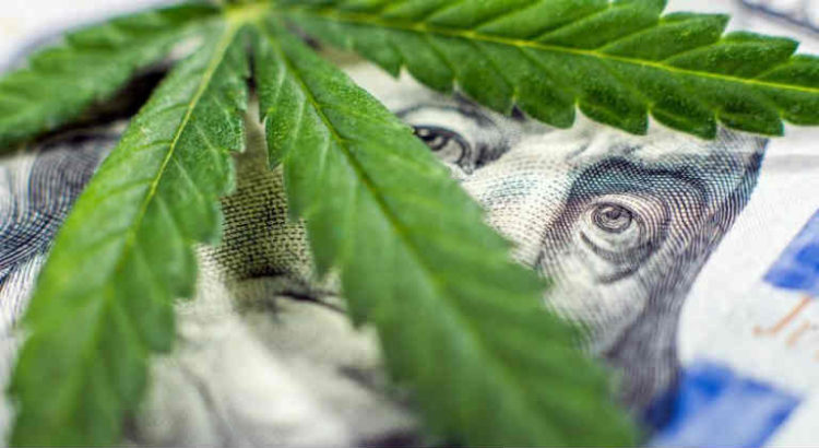 cannabis industrie