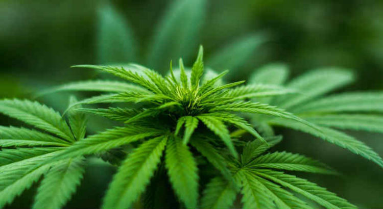 cannabis