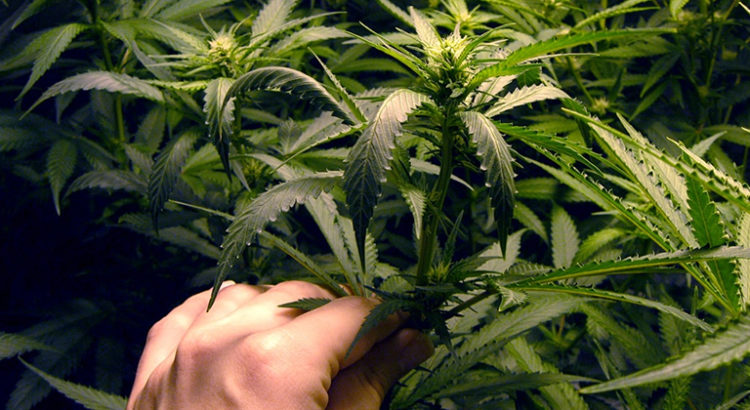 Cannabis bien-être