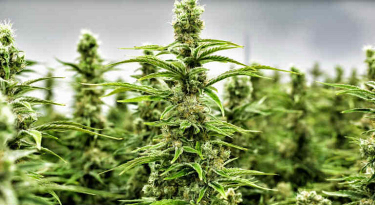 cannabis brevets