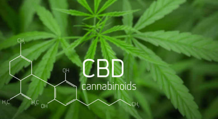cbd synthetique