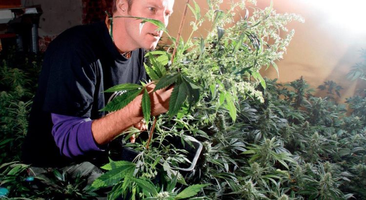 Luc de Paradise Seeds