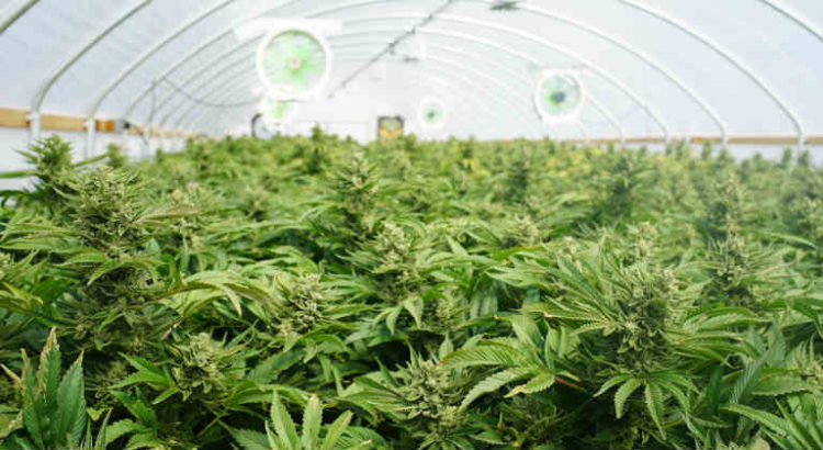 tilray cannabis récolte