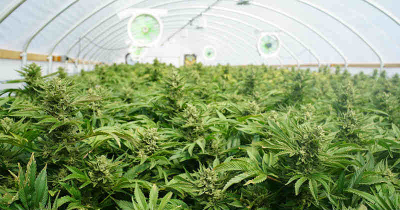 tilray cannabis récolte