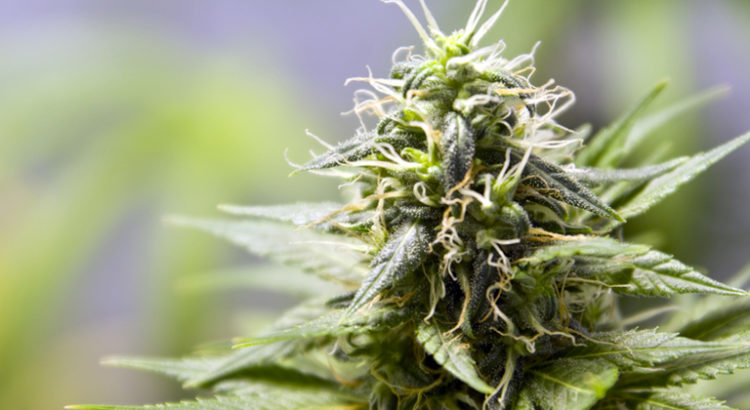 Cannabis CBD en Belgique
