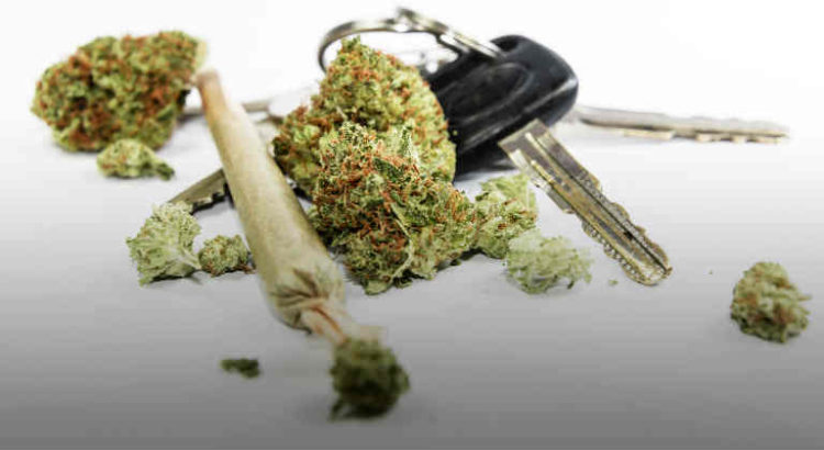 cannabis conduite