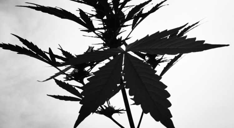 Cannabis médical en molécule en France