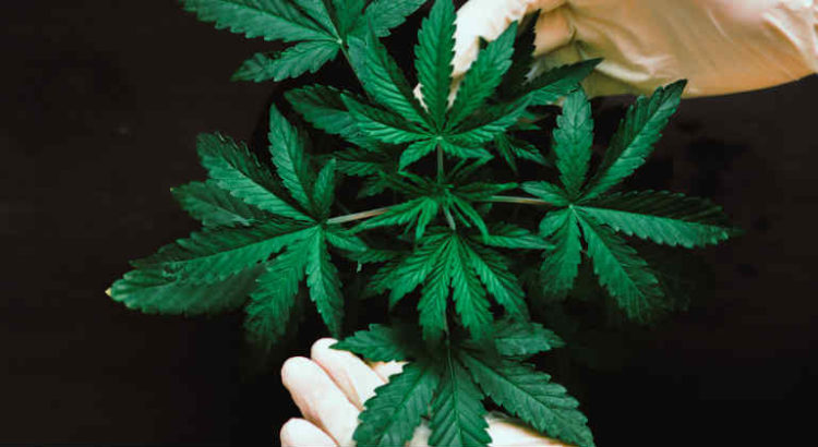 cannabis médical