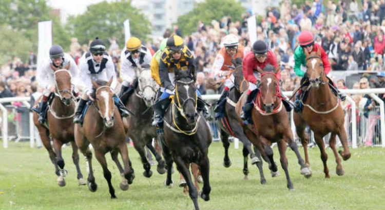 course cheval cbd