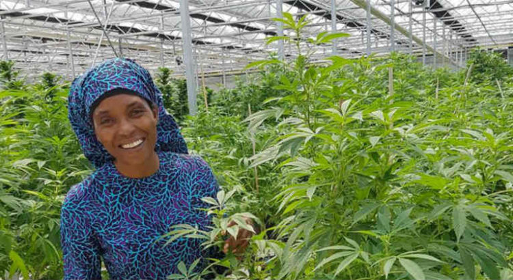 house of hemp afrique du sud cannabis