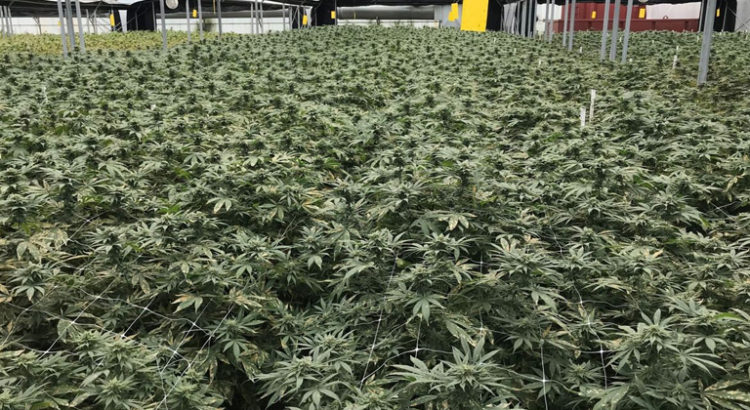 Etude sur la légalisation du cannabis en Belgique