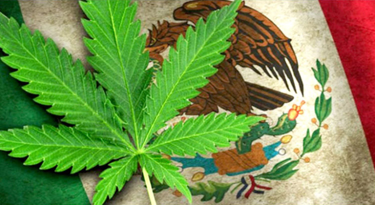 Légalisation du cannabis au Mexique